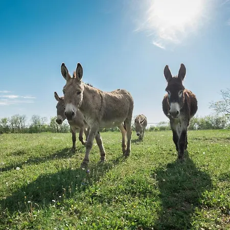 Domaine De Roujol Bed & Breakfast Brassac (Tarn-et-Garonne)